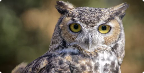 GHO owl forward