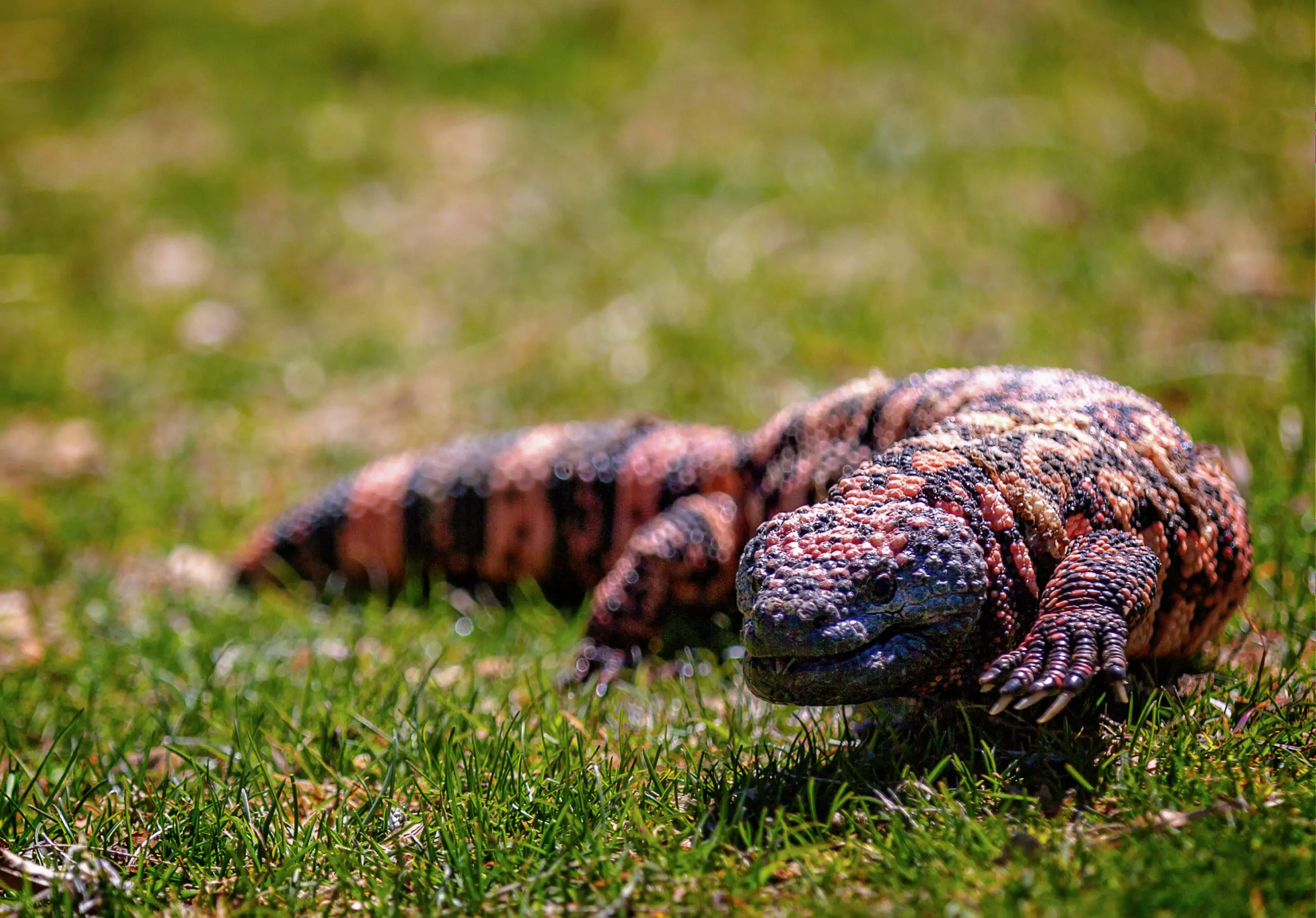 A reptile leisurely walking on the lush grass.