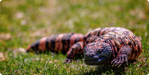 A reptile leisurely walking on the lush grass.