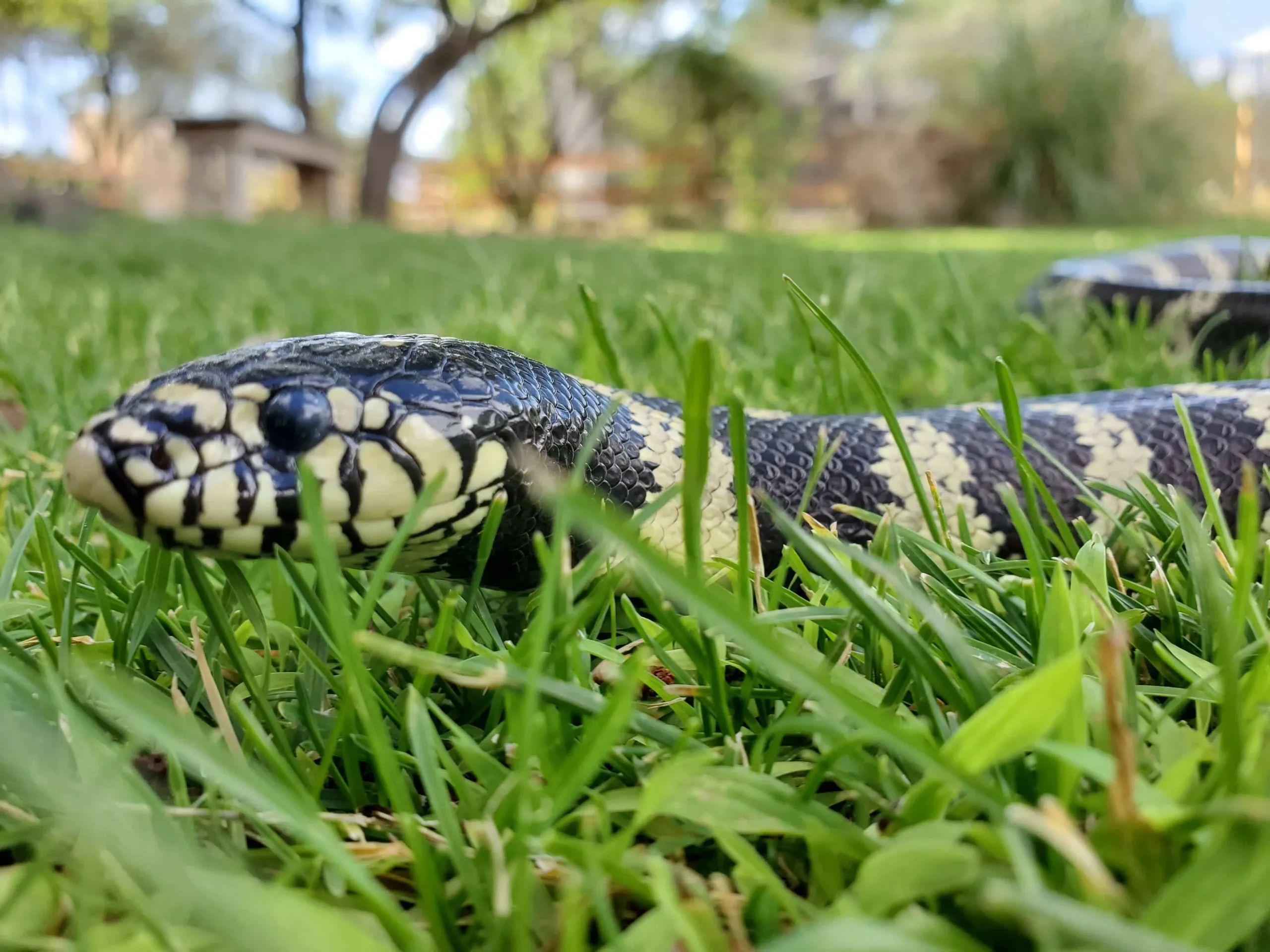 California Kingsnake in heritage park zoo