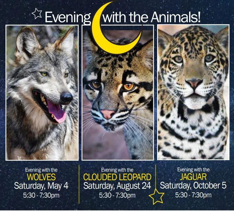 Evening-w-Animals-2024