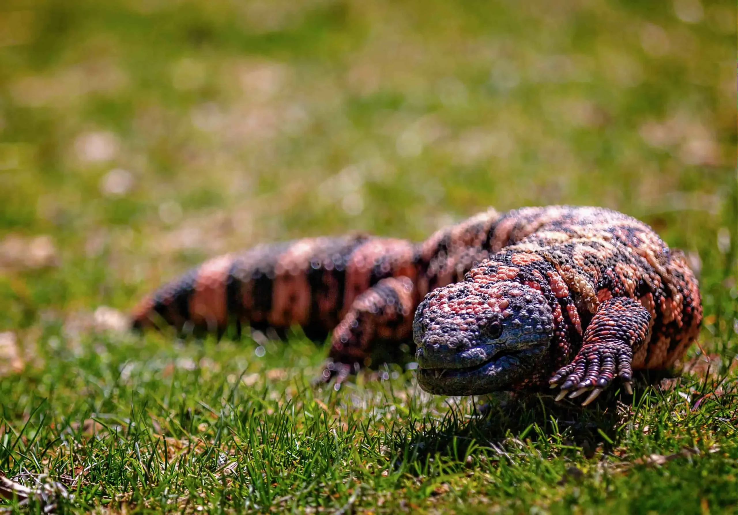 Gila Monster in heritage park zoo