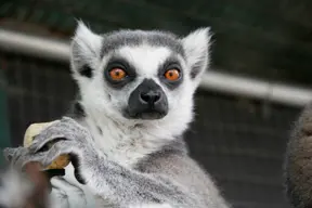 a-lemur-holding-a-banana-in-its-mouth-showcasing-its-playful-nature-and-vibrant-fur-in-a-natural-setting-in-zoological-sanctuary-in-prescott