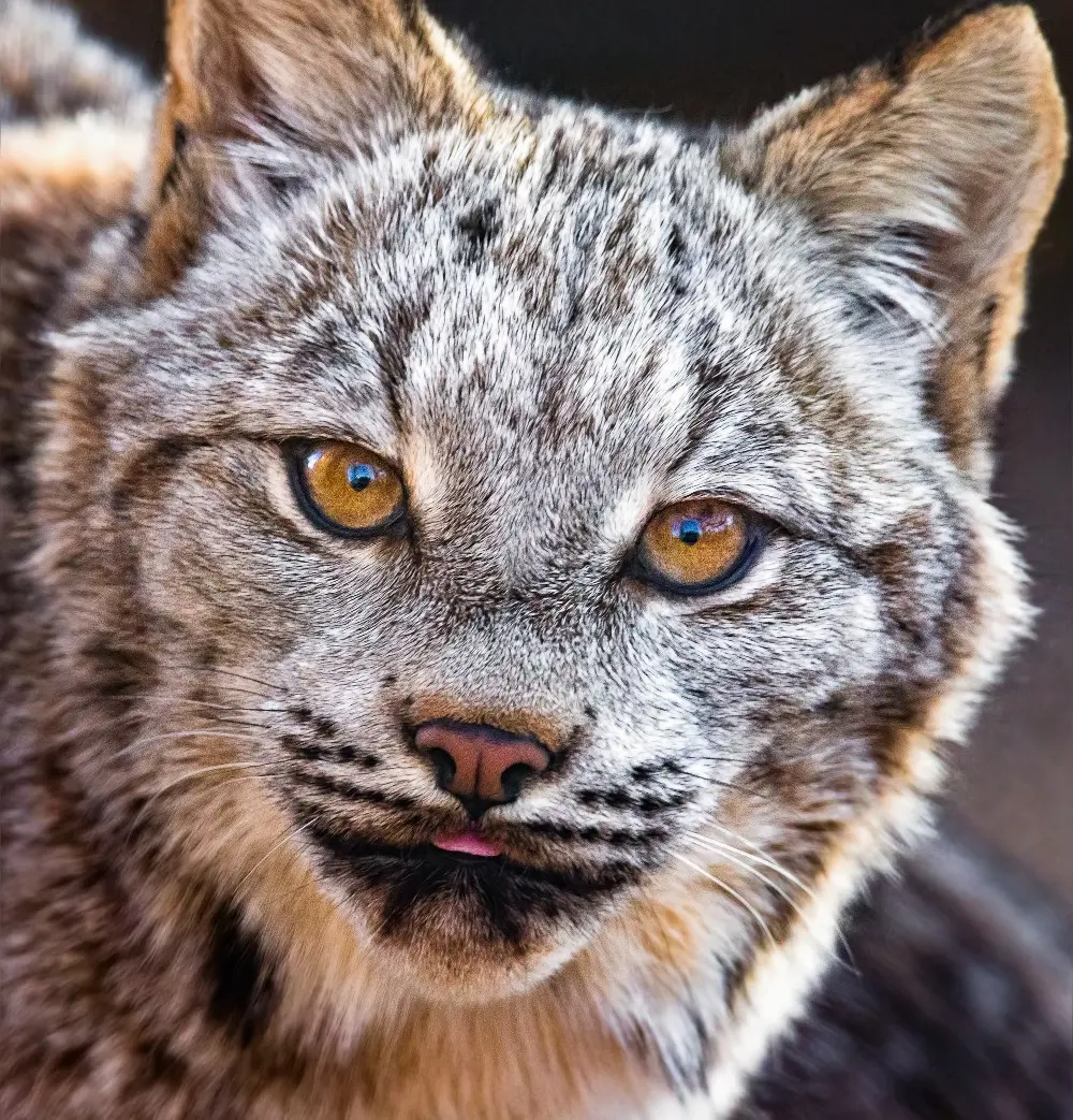 a-lynx-gazes-directly-at-the-camera-its-eyes-wide-open-showcasing-its-striking-features-and-alert-expression-heritage-park-zoo-prescott