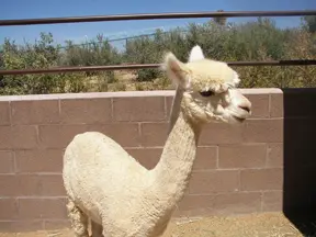 alpaca-in-heritage-park-zoological-sanctuary