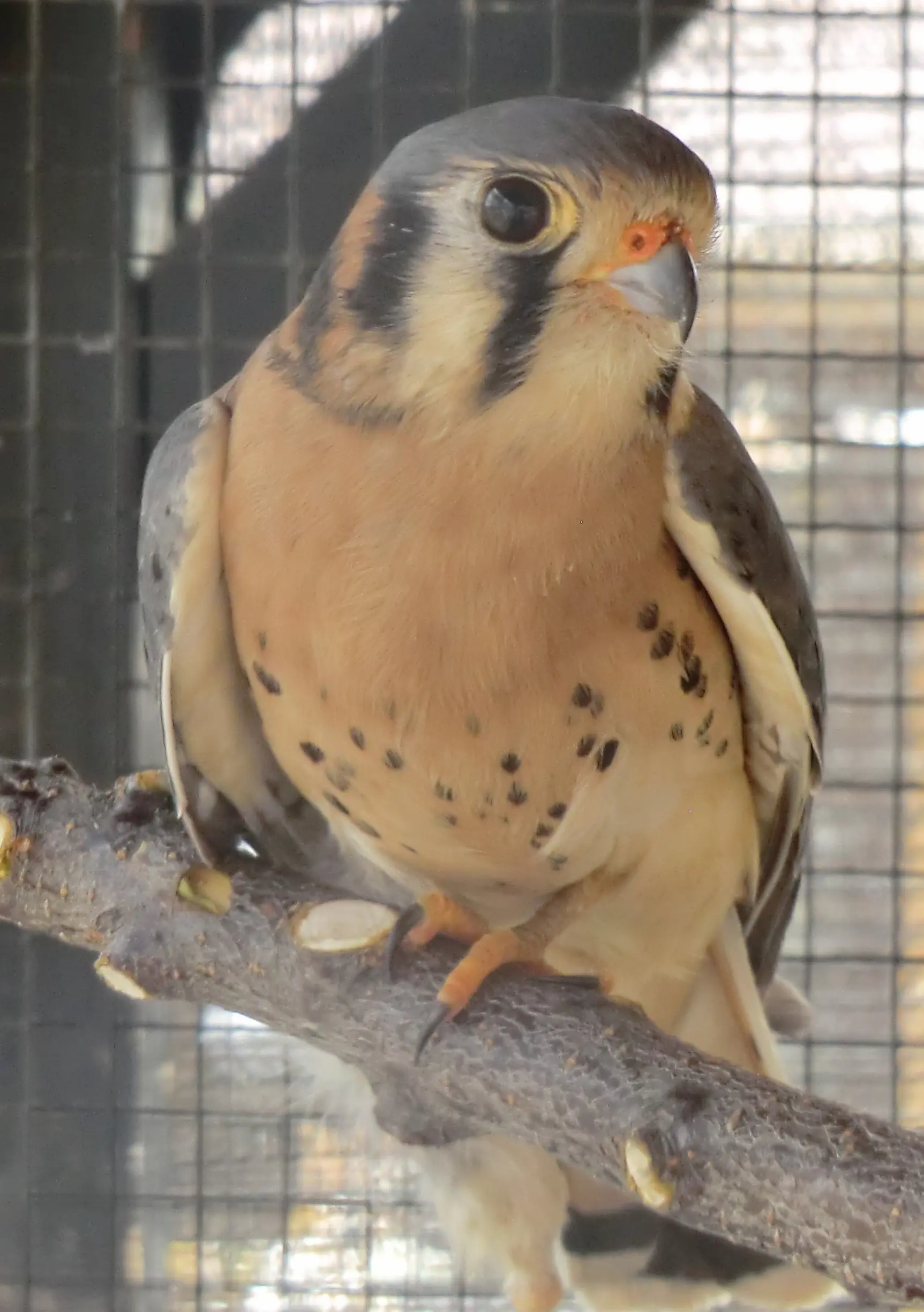 american-kestrel-in-heritage-park-zoological-sanctuary