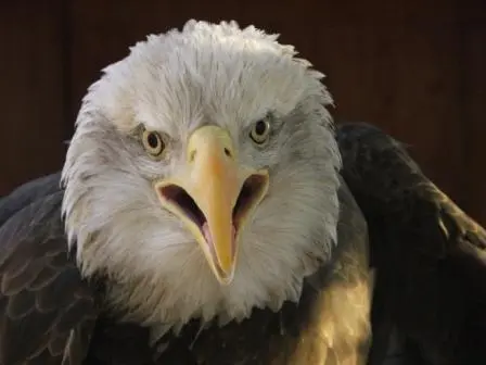 bald-eagle-in-heritage-park-zoological-sanctuary