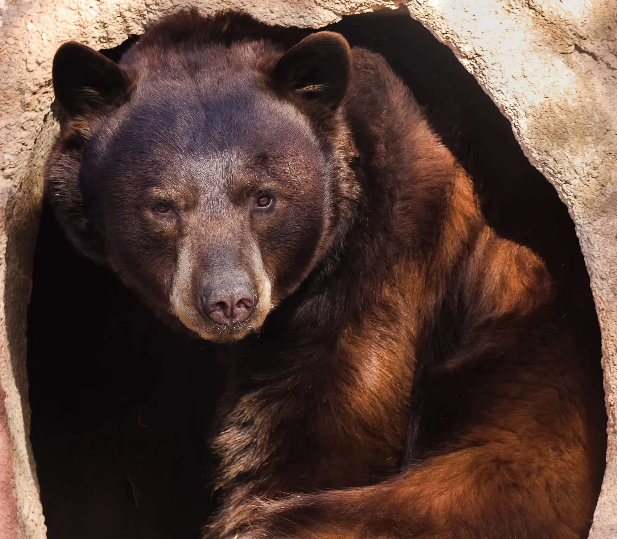 bear-in-prescott-zoo