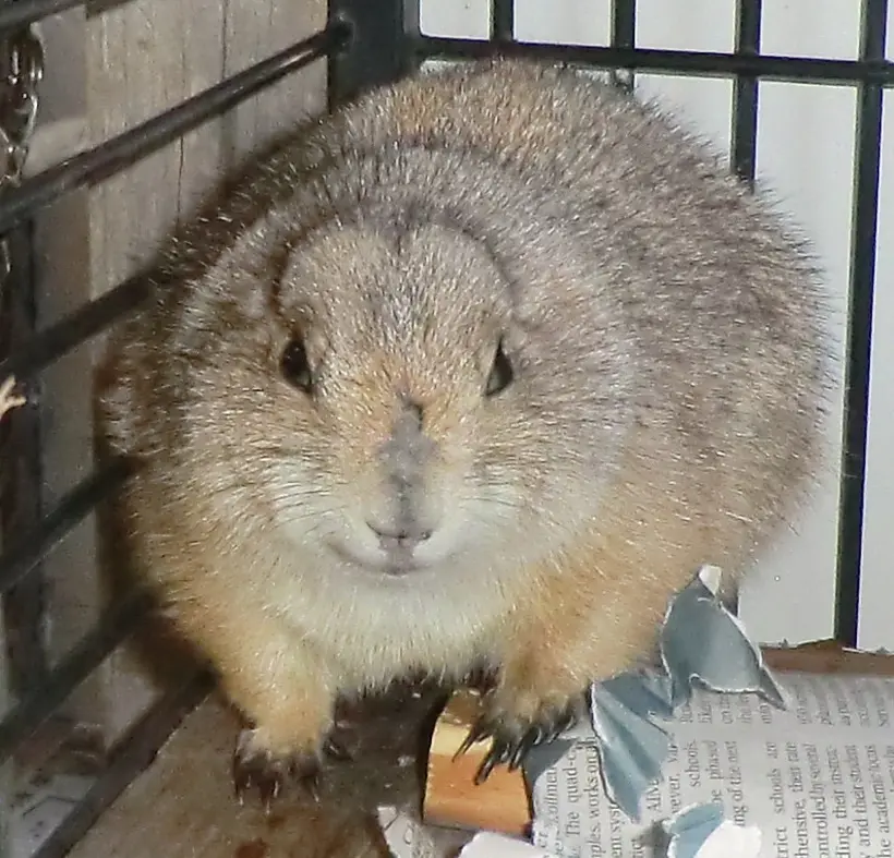 black-tailed-prairie-dog-in-heritage-park-zoological-sanctuary