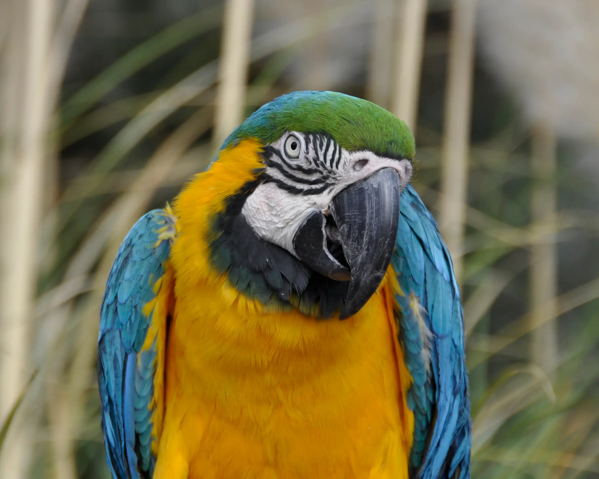 blue-and-gold-macaw-in-heritage-park-zoological-sanctuary