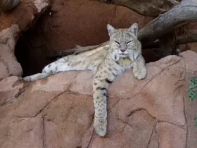 cheetah-in-heritage-park-zoo-prescott