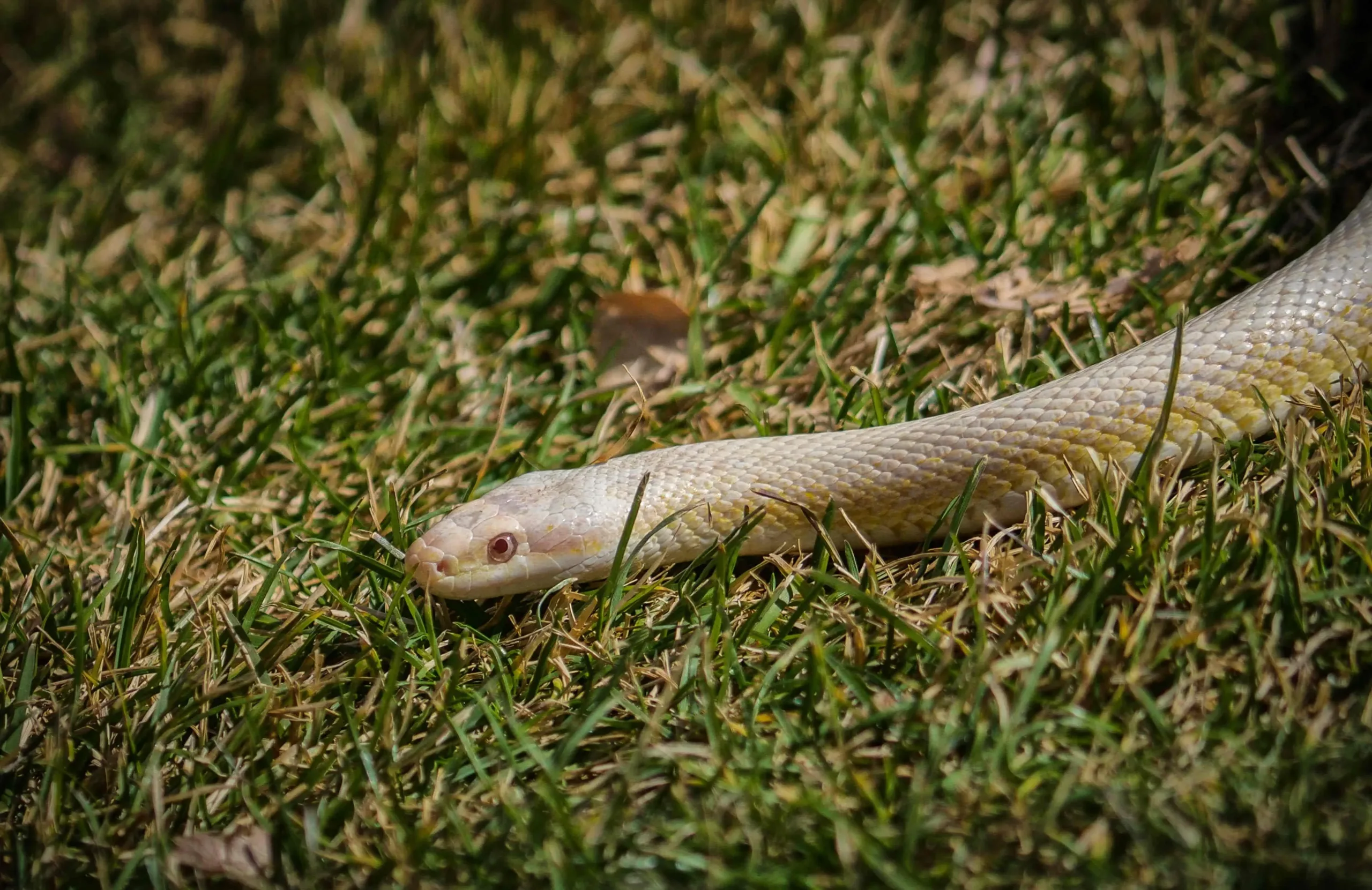 corn snake in grass in prescott zoo