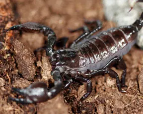 emperor-scorpion-in-prescott-in-heritage-park-zoological-sanctuary