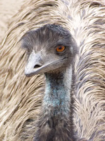 emu-in-heritage-park-zoological-sanctuary