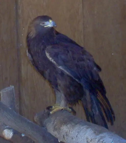 golden-eagle-in-heritage-park-zoological-sanctuary