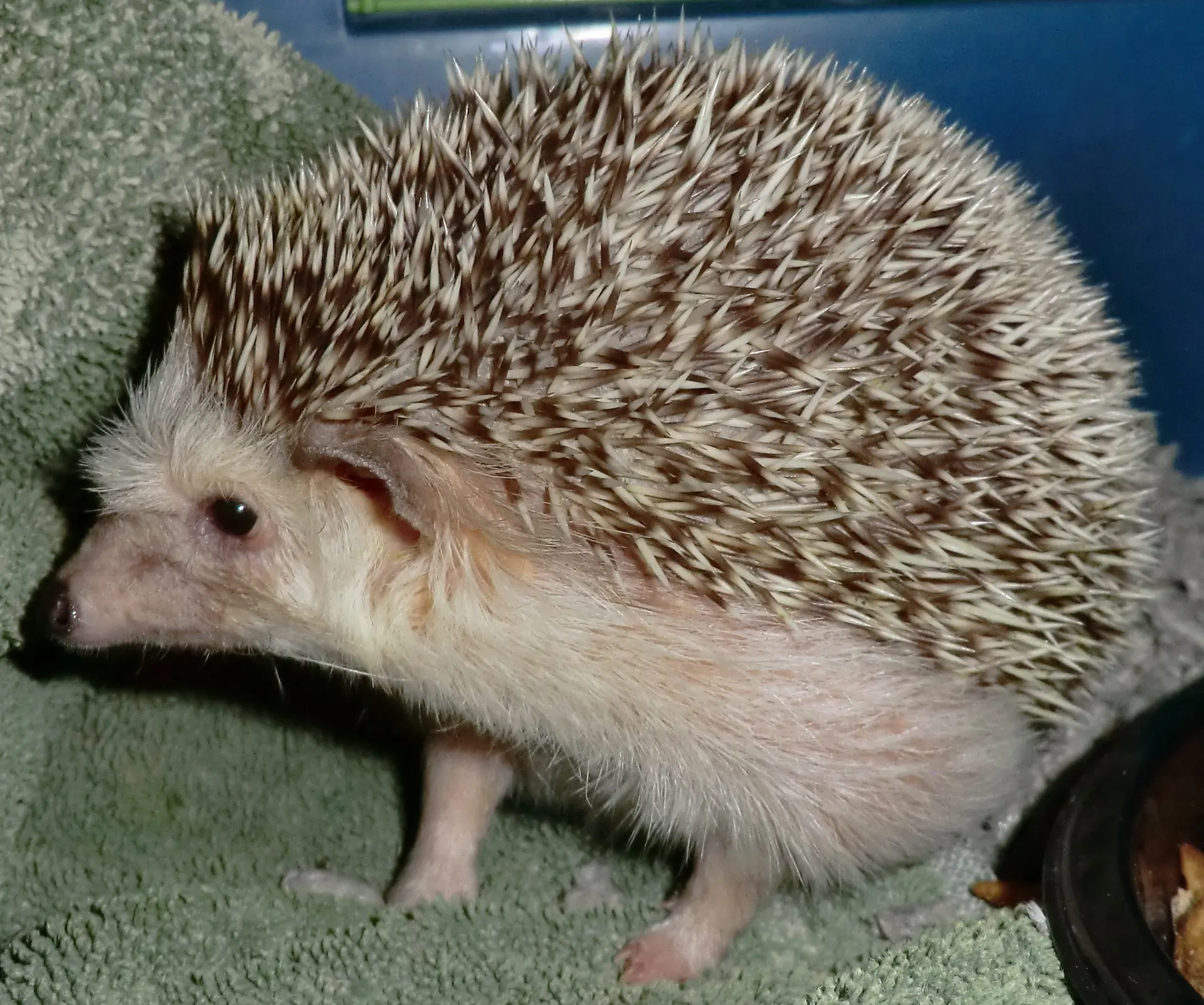 hans-hedgehog-smelling-around