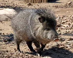 javelina-or-collard-peccary-in-heritage-park-zoological-sanctuary
