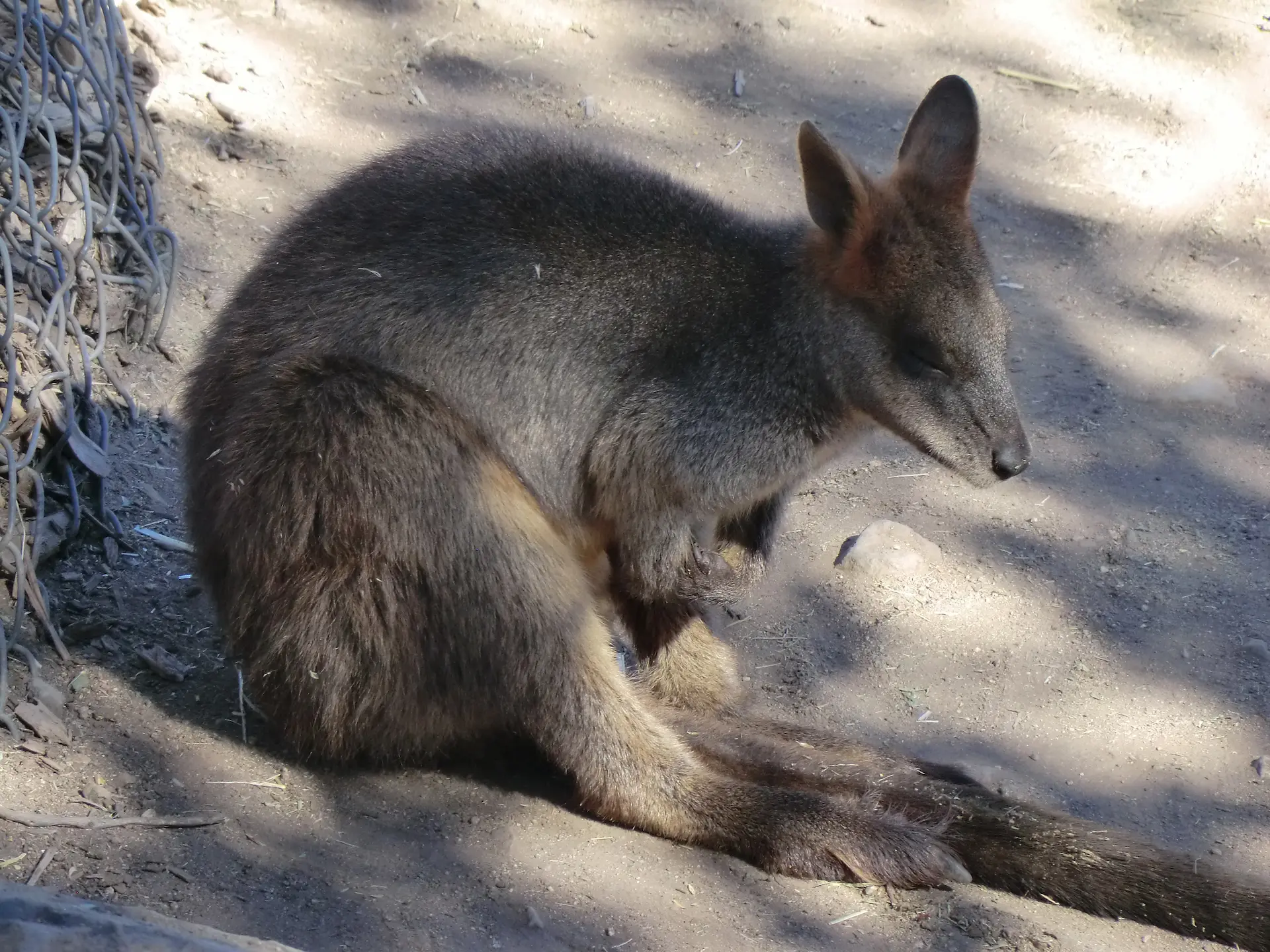 kangaroo-in-heritage-park-zoo-prescott