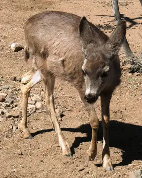 mule-deer-in-heritage-park-zoological-sanctuary