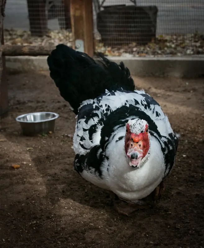 muscovy-duck-in-heritage-park-zoological-sanctuary