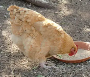 poultry-in-heritage-park-zoological-sanctuary