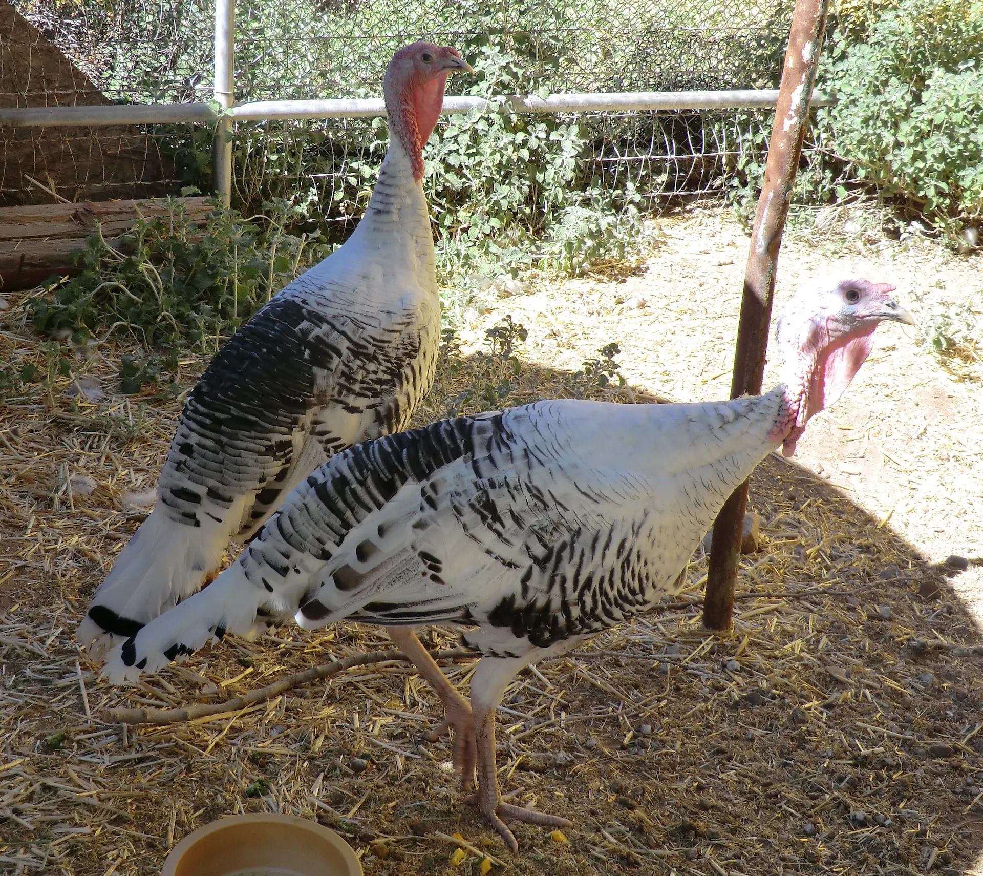 quaker-pilgrim-turkeys-in-heritage-park-zoological-sanctuary