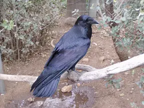 raven-in-heritage-park-zoological-sanctuary