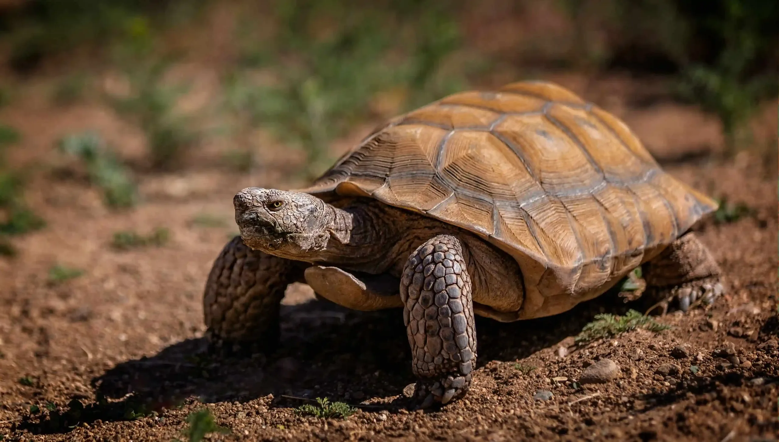 turtle in prescott zoo