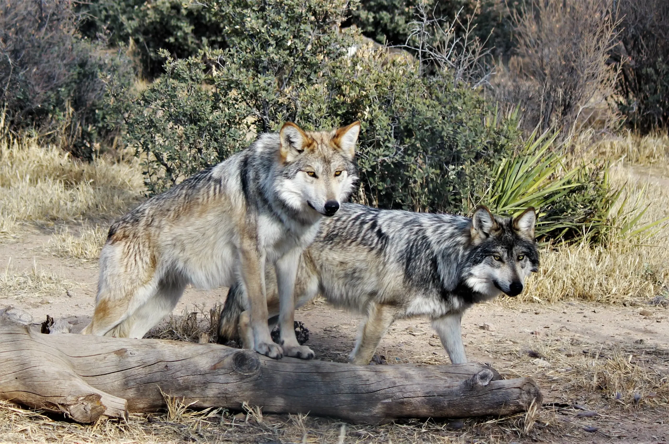 two-gray-wolves-poised-on-a-log-in-a-natural-setting-showcasing-their-majestic-presence-in-the-wild-prescott-zoo-scaled