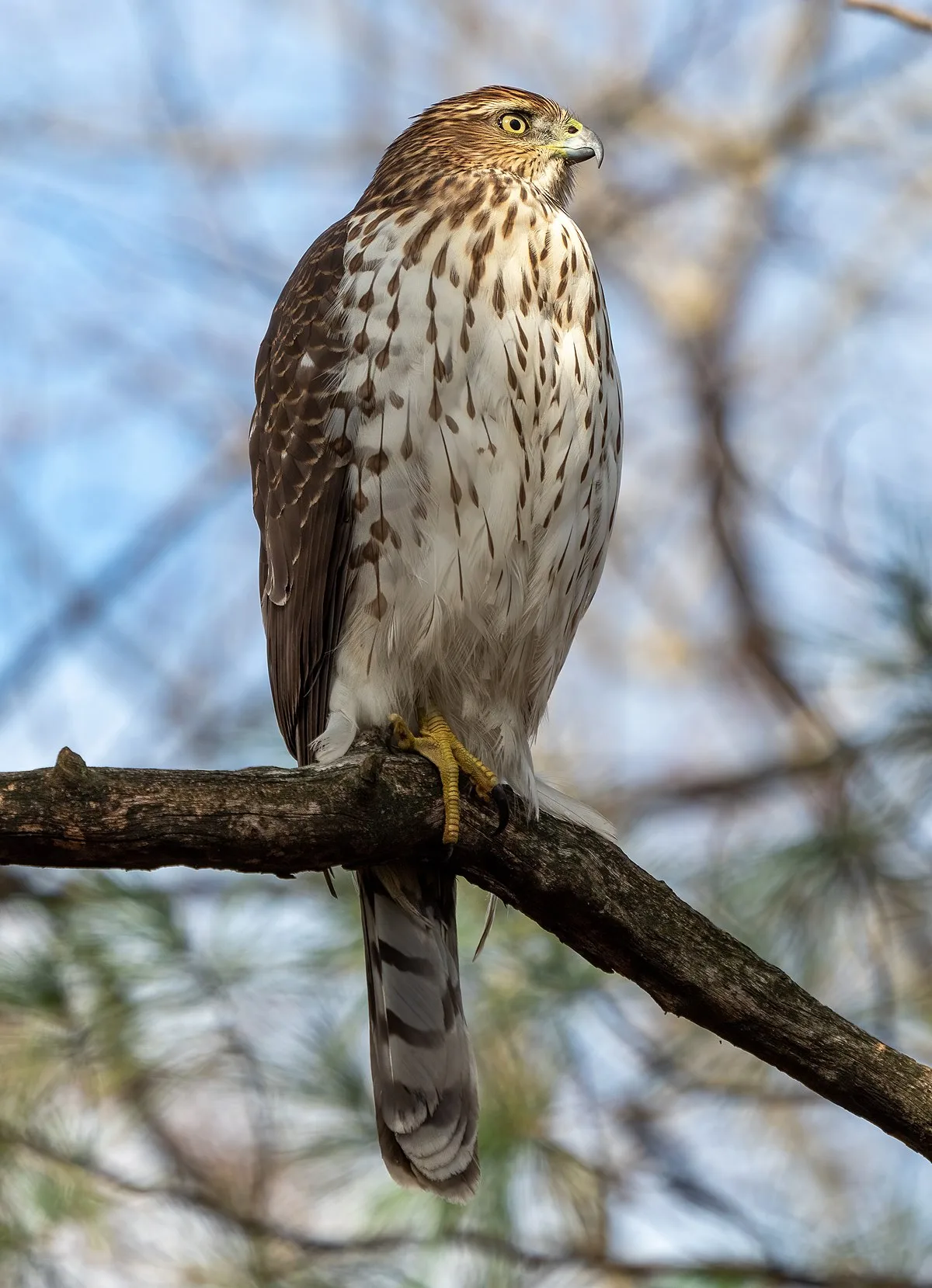Cooper's Hawk