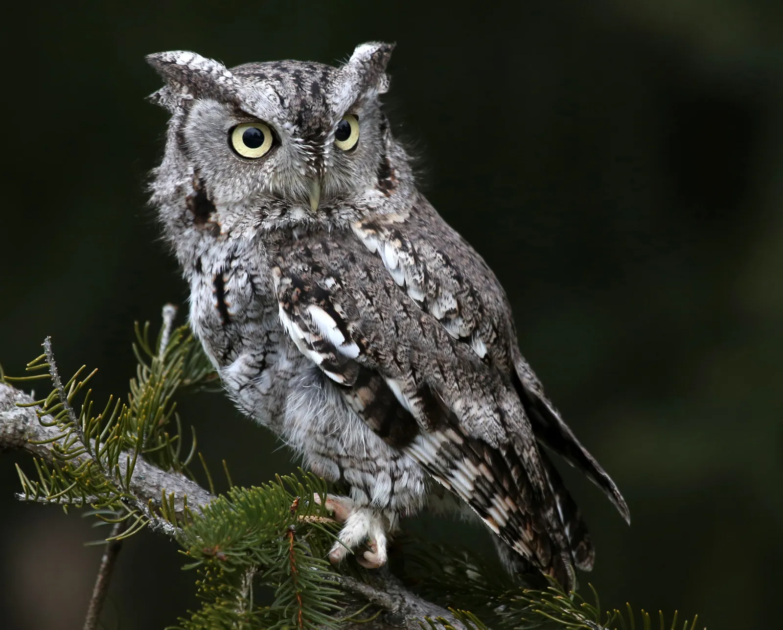 Screech Owl Western