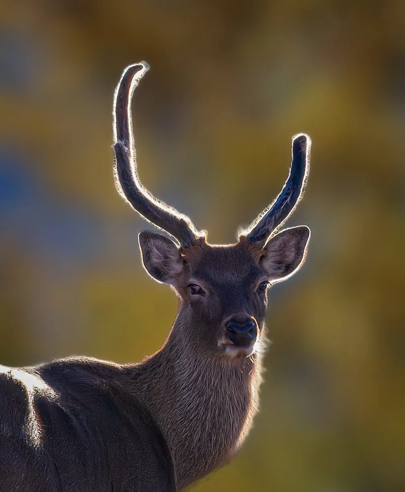 Prescott Heritage Park Zoo Sika Deer