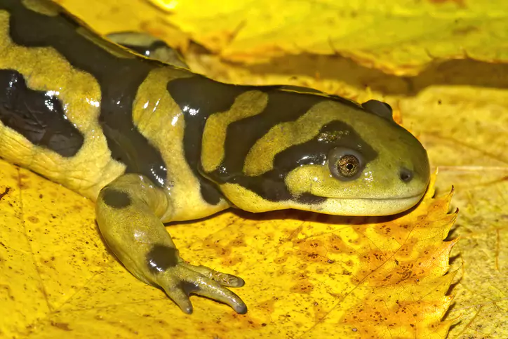 Ambystoma Movortium Salamander