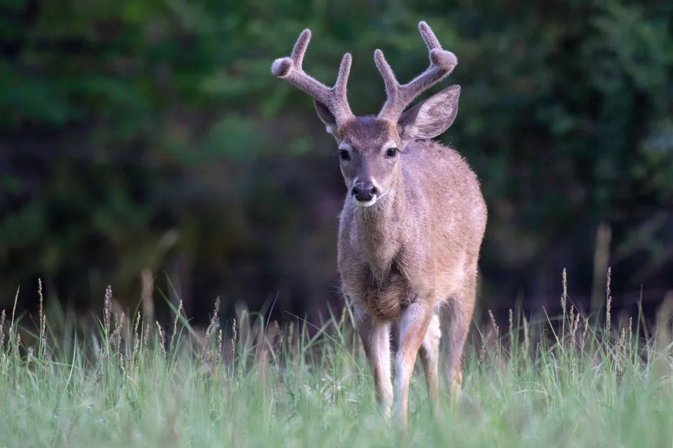Coues Deer Buck