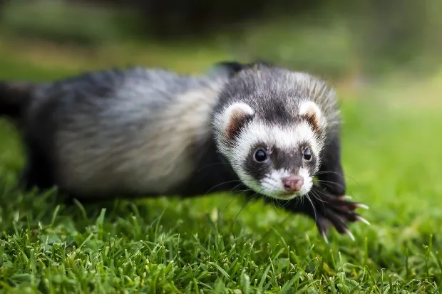 Ferret Prescott AZ
