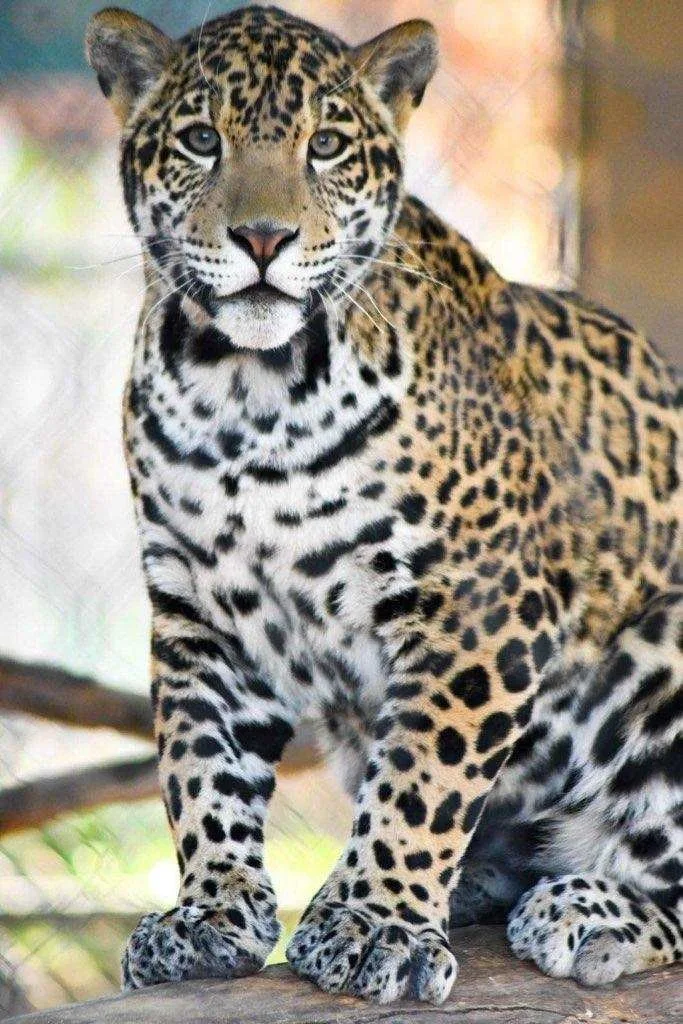 Jaguar Prescott AZ