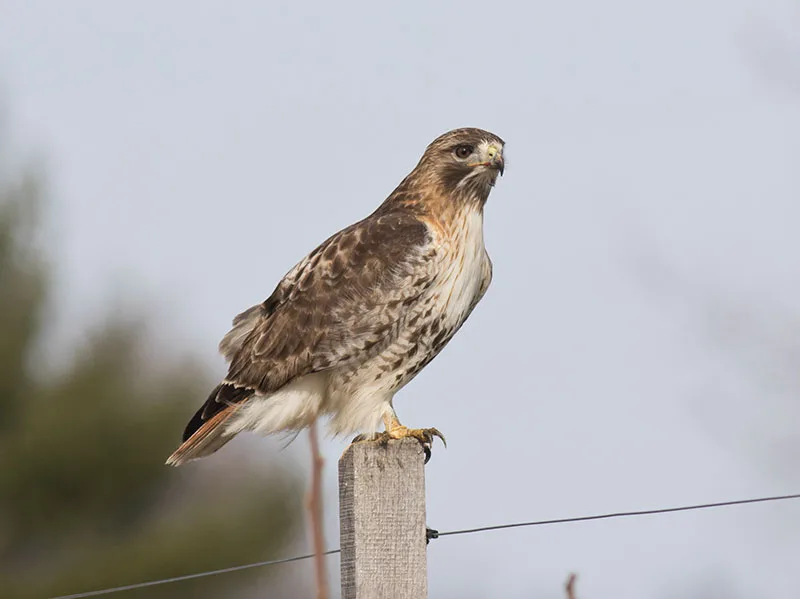 Red Tailed Hawk