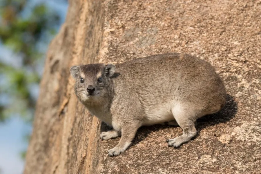 Rock Hyrax
