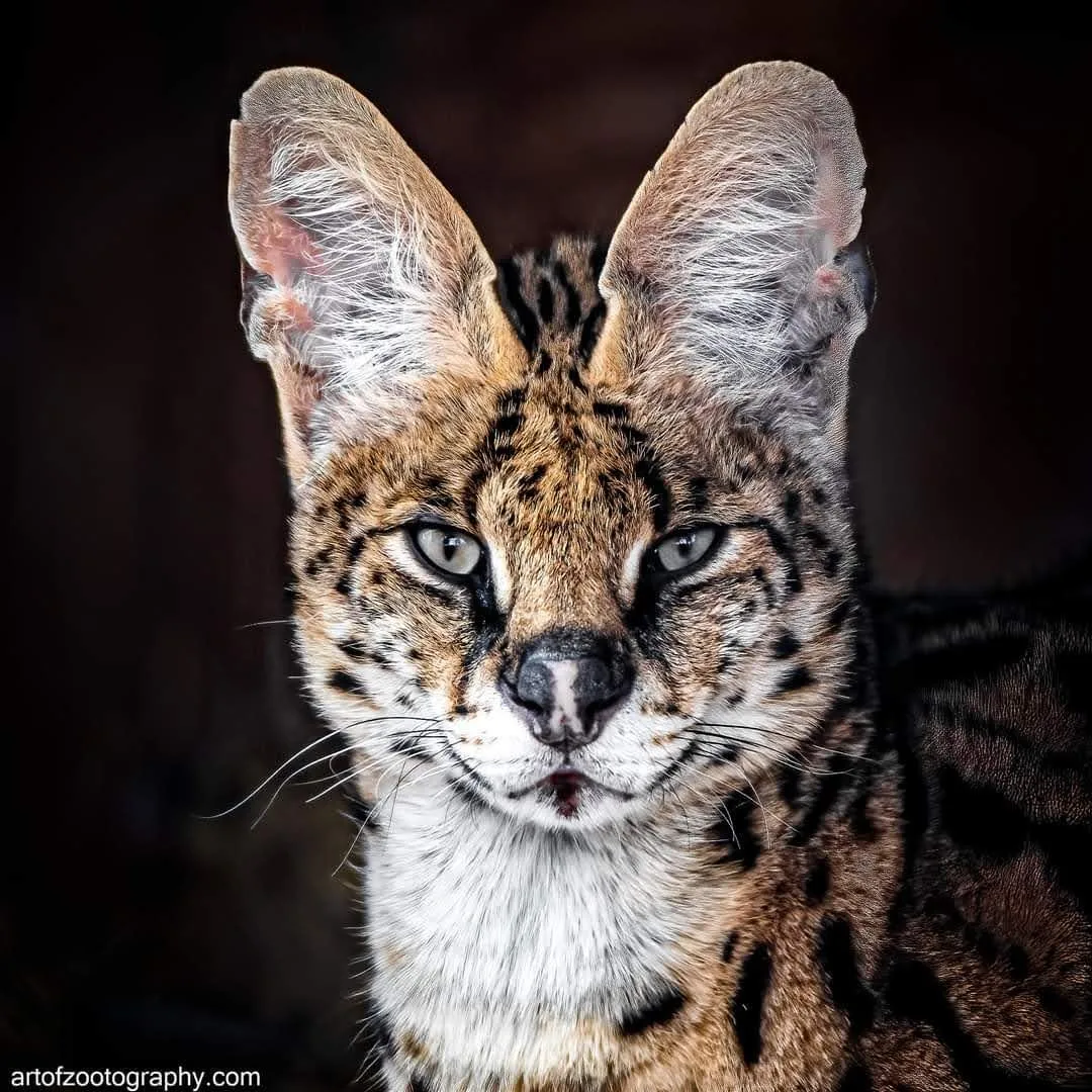 Serval Prescott AZ