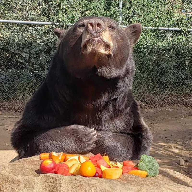 Breakfast with Animals – Black Bear