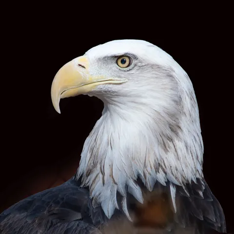 Breakfast with Animals – Eagle