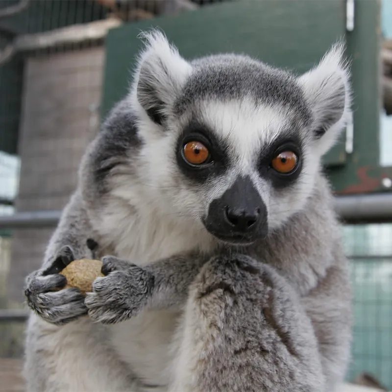 Breakfast with Animals – Lemurs
