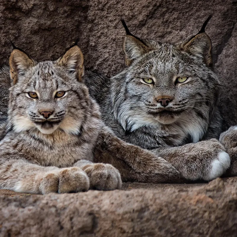 Breakfast with Animals – Lynx