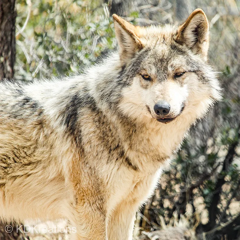 Breakfast with Animals – Mexican Grey Wolf
