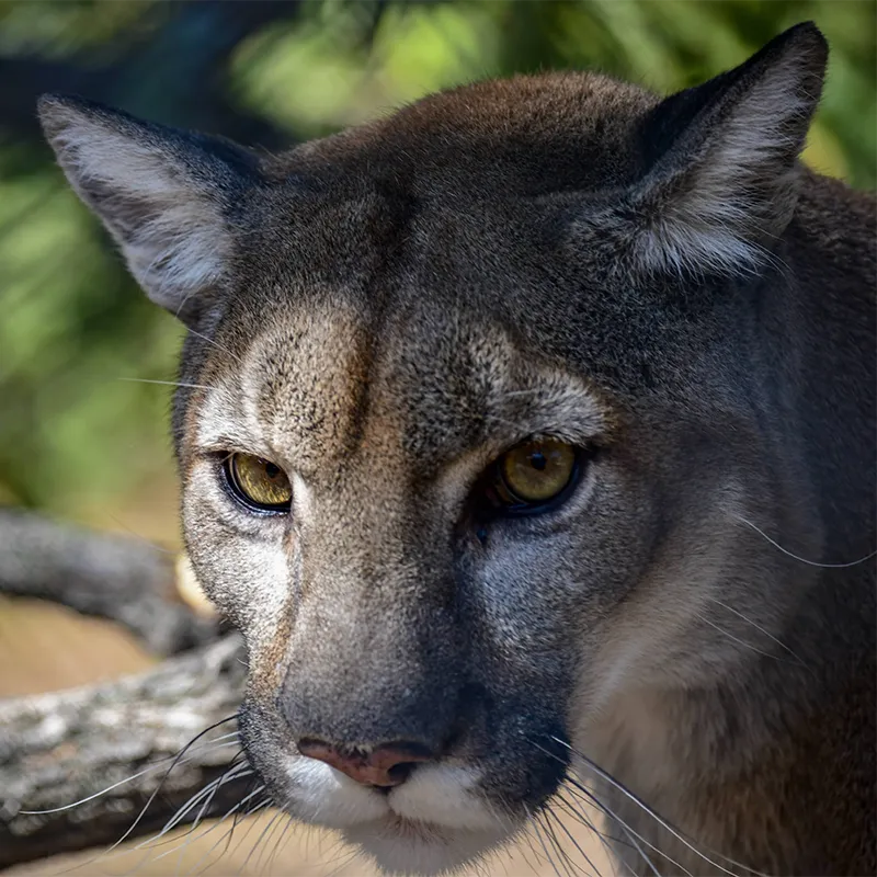 Breakfast with Animals – Montain Lion