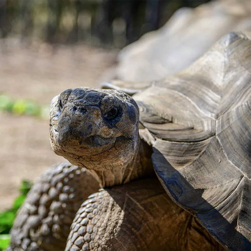 Breakfast with Animals – Tortoise & Friends