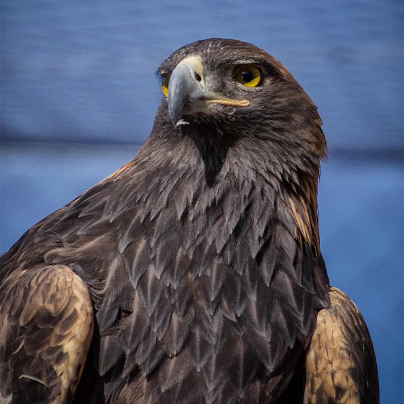 Heritage Park Zoo – Falcon
