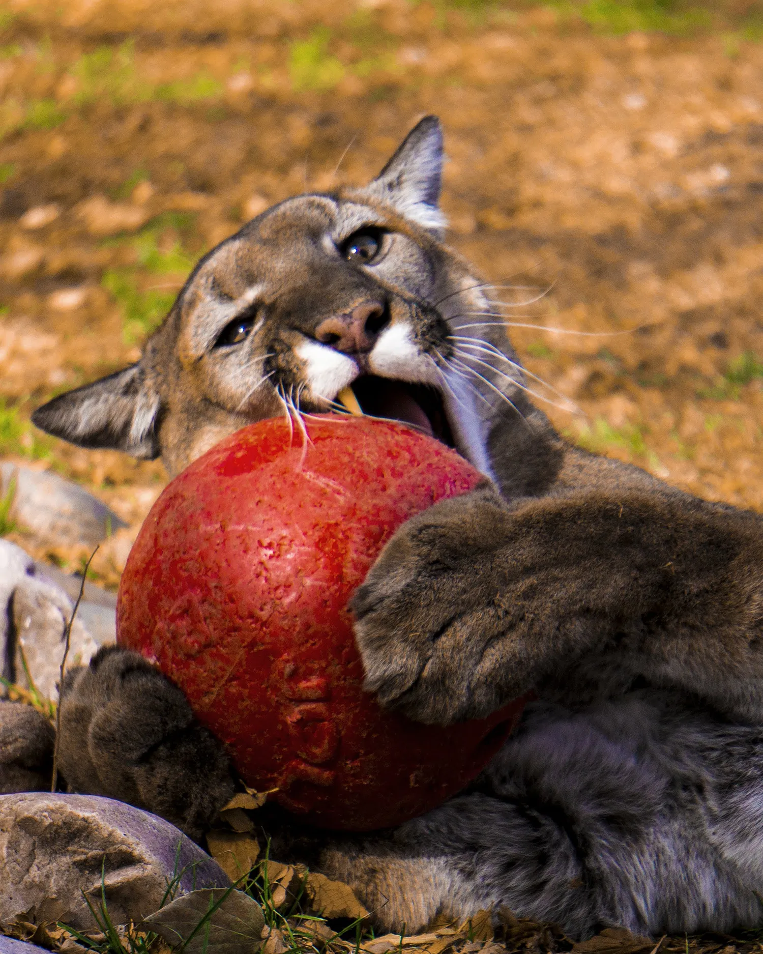 Jade w Red Kong at Heritage Park Zoo Prescott