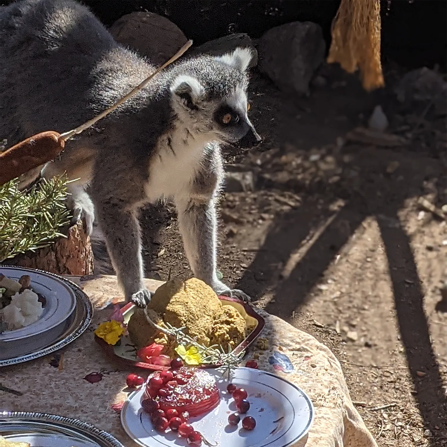Thanksgiving with the Lemurs at Heritage Park Zoo Prescott