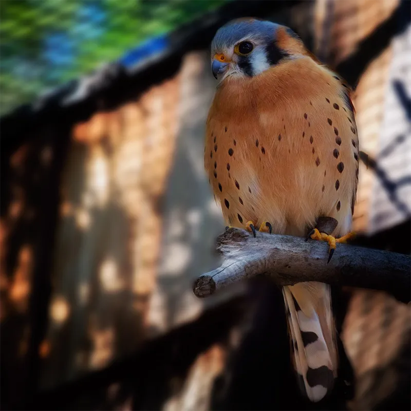 Heritage Park Zoo Prescott Enjoy The Day At HPZ Heritage Park Zoo Prescott Enjoy The Day At HPZ